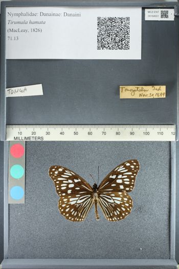 Media type: image;   Entomology 164551